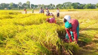 হাওরাঞ্চলের ৯০ ভাগ বোরো ধান কাটা শেষ