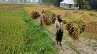 ভূরুঙ্গামারীতে শ্রমিকের মজুরি বাড়ায় বেড়েছে ধানের উৎপাদন খরচ