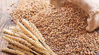 India open to exporting wheat to needy nations despite ban