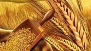 India bans wheat exports