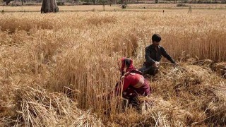 গম রপ্তানিতে নিষেধাজ্ঞা ভারতের