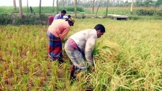 বাম্পার ফলনের পরও খরচ উঠবে না কৃষকদের!