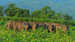 লামায় বন্য হাতির হামলায় একজনের মৃত্যু