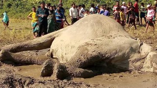 নেত্রকোনায় বন্য হাতির মৃত্যু