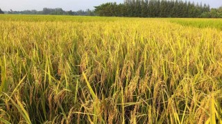 উচ্চ ফলনশীল ব্রি ধান-১০৩ অবমুক্তের অপেক্ষায়