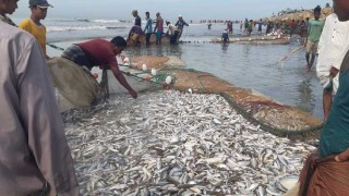 জেলের ভাগ্য খুললো ৯ লাখ টাকার মাছে