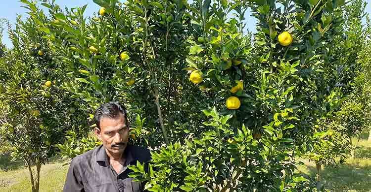 দার্জিলিংয়ের কমলা এখন ফুলবাড়ীতে