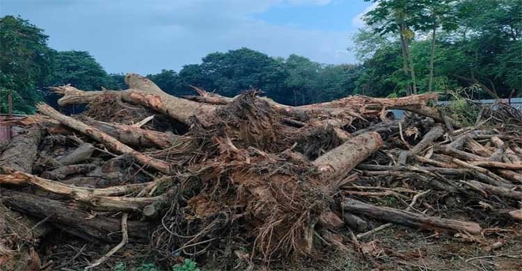 জাবিতে উন্নয়নের নামে চলছে অবাধে বৃক্ষ নিধন