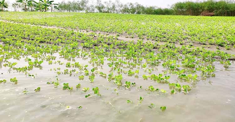 যমুনায় বাড়ছে পানি, ভাসছে কৃষকের স্বপ্ন