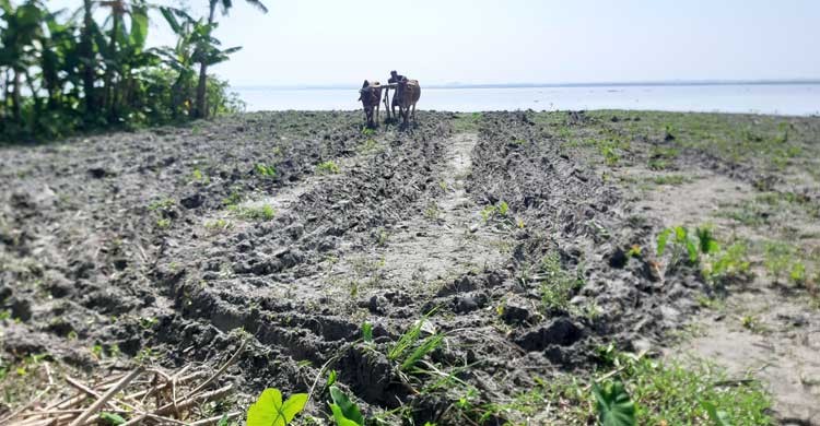 ভোলায় দেখা মিলছে বিলুপ্তপ্রায় গরুর হাল