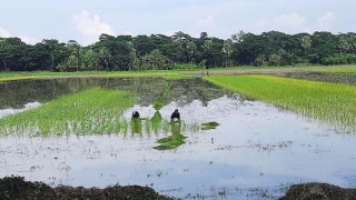 বরগুনায় আমন বীজের সংকট চরমে, বিপাকে কৃষক