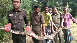 বসতবাড়ি থেকে বিশাল আকৃতির অজগর উদ্ধার