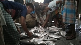 ঝাঁকে ঝাঁকে ধরা পড়ছে ইলিশ, জেলেদের মুখে হাসি