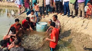 সাতক্ষীরায় আধা নিবিড় পদ্ধতিতে চিংড়ি চাষে সাফল্য