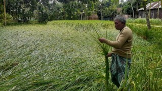 ঘূর্ণিঝড় সিত্রাংয়ের প্রভাবে আমন ধানের ব্যাপক ক্ষ‌তি