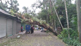 লক্ষ্মীপুরের ৩০ স্থানে গাছপালা ও ফসলের ব্যাপক ক্ষতি