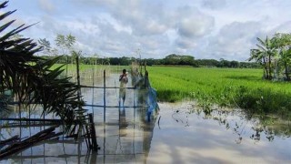 ঘূর্ণিঝড় সিত্রাং: বাগেরহাটে কৃষি-মৎস্য খাতে ব্যাপক ক্ষতি