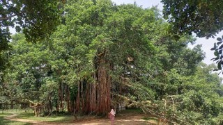 দুই বিঘা জমি জুড়ে শতবর্ষ পুরোনো বটবৃক্ষ