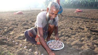 আগাম আলু চাষে ব্যস্ত দিনাজপুরের কৃষক