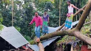 সিত্রাংয়ের প্রভাবে ফসলী জমির ব্যাপক ক্ষতি