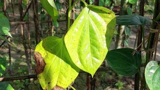 হিলিতে গোড়াপচা রোগে ঝরে পড়ছে পান