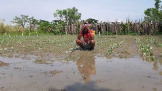 সিত্রাংয়ের আঘাতে ঝরছে কৃষকের চোখের জল