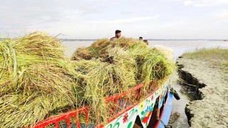 ঘাস বিক্রির টাকায় সংসার চালান ৬০০ দরিদ্র পরিবার