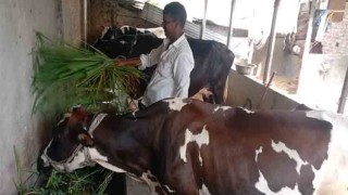 ফ্রিজিয়ান গরু পালনে স্বাবলম্বী জয়পুরহাটের আমিরুল