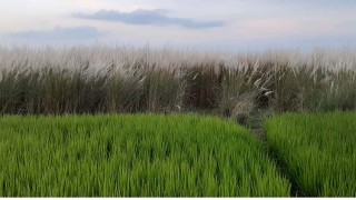 কাশফুলের শুভ্রতায় সেজেছে ধরলার পাড়