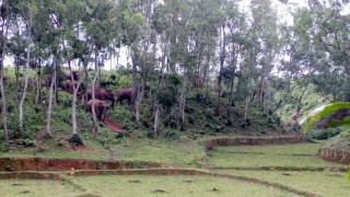 শেরপুর সীমান্তে বন্য হাতির পর বাঘ আতঙ্কে স্থানীয়রা