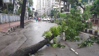 রাজধানীতে পড়ে থাকা গাছ সরিয়ে নিচ্ছে সিটি করপোরেশন 