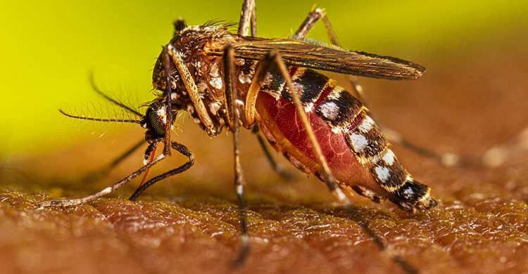 Dengue: 2 patients die, 922 hospitalized in 24 hrs