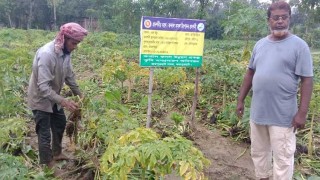 ওল কচু চাষে হাসি ফুটেছে সাইফুলের মুখে