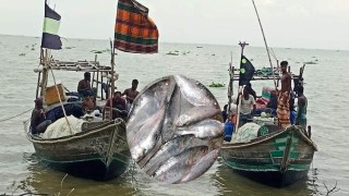 জলবায়ুর প্রভাবে বাধাগ্রস্ত ইলিশ উৎপাদন