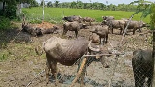 নাফ নদী সাঁতরে মিয়ানমার থেকে এলো মহিষের পাল