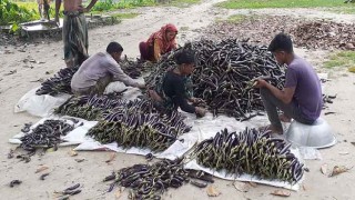 কুড়িগ্রামে বেগুনে লাভ, চাষিদের মুখে হাসি