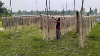 পাট শুকাতে ব্যস্ত চাষিরা, তবুও লোকসানের শঙ্কা