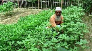 উঠানে সবজি চাষ, স্বচ্ছলতার মুখ দেখছে দরিদ্র পরিবার