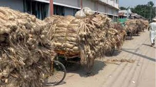 বগুড়ায় পাটের বাম্পার ফলন, হাসি নেই কৃষকের মুখে