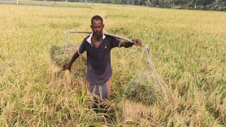 নওগাঁয় আউশ ধানে কৃষকের মুখে হাসি ফিরছে