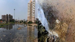 ডেঙ্গু প্রতিরোধে কেরোসিন-নোভালিউরন ব্যবহারের পরামর্শ