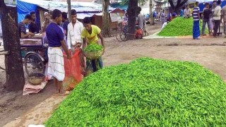 ৩০০ টাকার কাঁচামরিচ এখন ২৫ টাকা কেজি