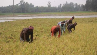 নওগাঁয় আউশ ধানের দামে অসন্তুষ্ট চাষিরা