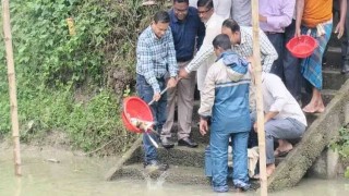 মৎস্য অধিদপ্তরের পোনা মাছ অবমুক্তকরণ