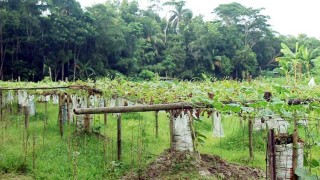 জনপ্রিয় হয়ে উঠছে বস্তা পদ্ধতিতে সবজি চাষ