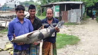 পদ্মায় জেলের জালে ধরা পরেছে ২৫ কেজির বাগাইড়