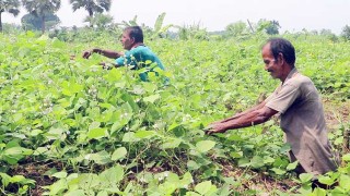 নওগাঁয় আগাম জাতের শিম চাষে ভালো লাভের আশা চাষিদের