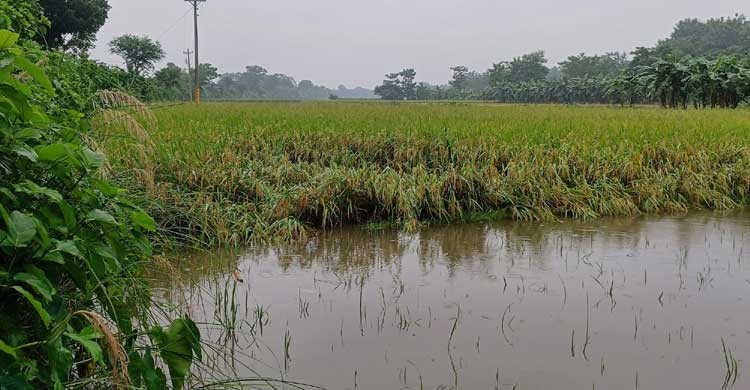 চুয়াডাঙ্গায় ৩ দিনে ১৪৪ মিলি মিটার বৃষ্টিপাত রেকর্ড