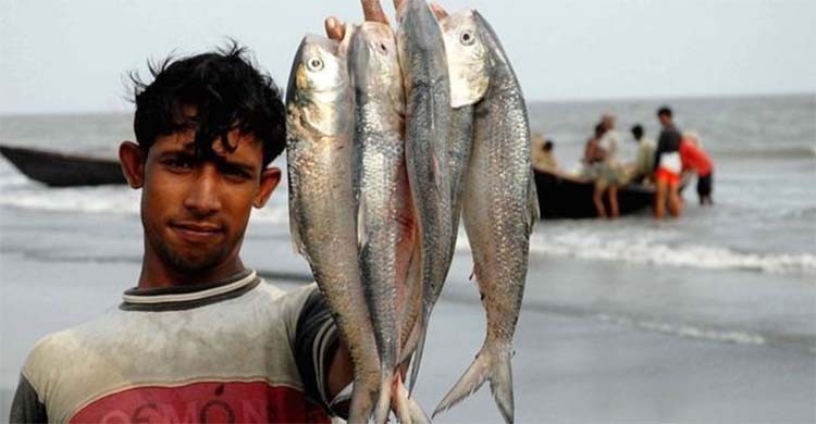 Embargo on hilsha fishing for 22-day from Oct 7