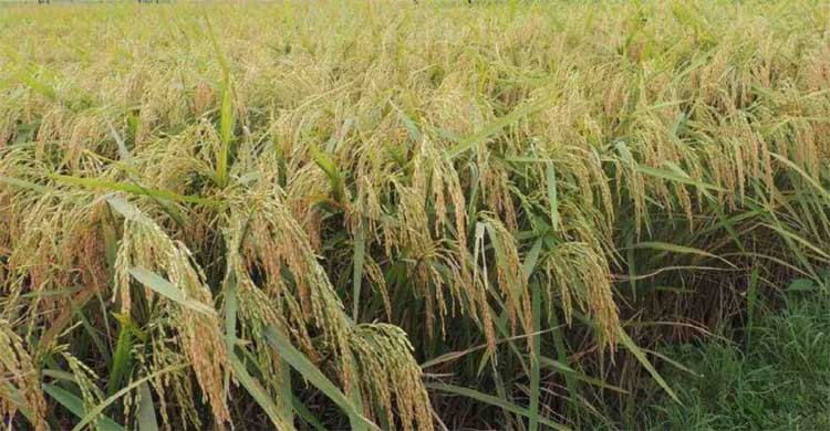 70 per Boro paddy of haor areas harvested: Agriculture Ministry